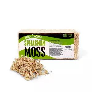 뉴질랜드 최고급 천연 수태 풍란 자생란 이끼 토피어리