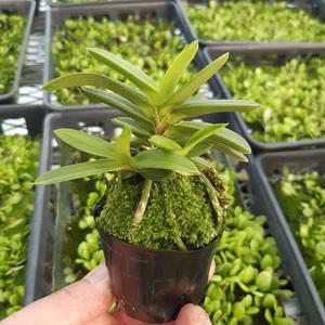 풍란 옥금강 부귀란 소엽 풍란 석부작 목부작 착생란