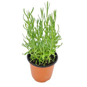 꽃집아가씨 미니화분 라벤더 허브 3개 묶음판매 10cm모종