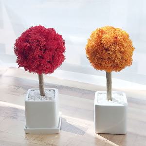 모스 토피어리 만들기 DIY키트-사각화분