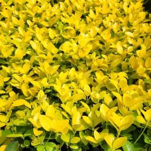 황금사철나무 30cm전후 10주 생울타리 담장 사철나무 묘목 정원조경 상록수 노지월동 (목하원예조경)