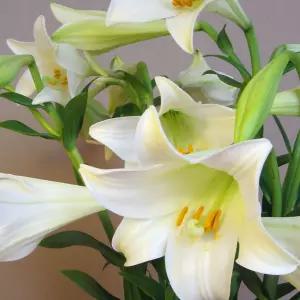 백합꽃 우리타워 생화 꽃배달 과학수업 - 초중고 택배 전문