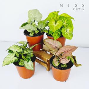 꽃집아가씨1＋1싱고니움 new collection희귀식물 신품종 싱고니움네온 골든얼루젼 밀크컨페티 스노우화이트