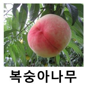 복숭아나무 묘목 백도 경봉 R4cm 결실주 분