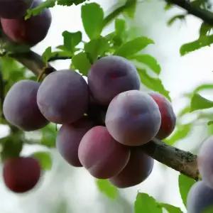 [충북농원] 피자두 자두나무 묘목 - 접목묘