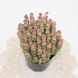 루페스트리 특A급 핑크다육식물 고급희귀다육 실내인테리어 플랜테리어 관상용 식물