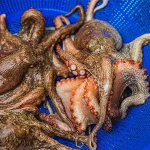 당일조업) 산지직송 통영 자연산 활 문어 돌문어 1kg 1-4미)