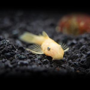 나나아쿠아 열대어 안시 숏핀 1마리 청소물고기