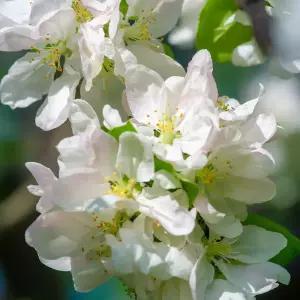 [충북농원] 꽃사과 나무 묘목 - 실생묘/접목묘