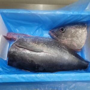 동해안산 제철 생물 손질 통 참다랑어 3-4kg급 1마리