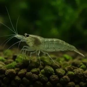 생이새우 20마리