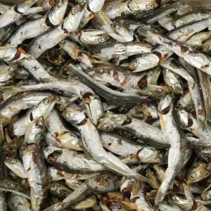 [품질보장] 이순신수산 남해통영 멸치 다시멸치 1.5kg [상] (다시,육수용)