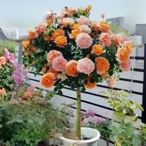 장미 조형 화분 트리형 스탠다드 수형 정원 베란다 야외