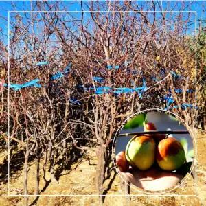 사과대추 나무 다왕자오 결실주 4년생 분묘 대품 서울농원 묘목