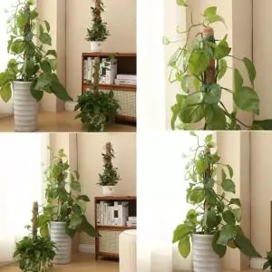 젠나나 몬스테라 아랄리아 식물지지대 원예소품 넝쿨식물 수태봉 화분 나무 고정 기둥 코코봉 연결형 55cm 수태