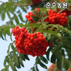 마가목나무 묘목 실생1년 플러그포트 5개/관상수/조경수