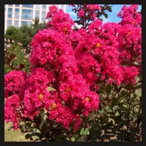 배롱나무 신품종 목백일홍나무 핑크벨로 핑크색 붉은꽃 여름꽃 묘목