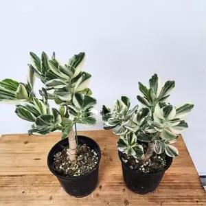 희귀 무늬 다육이 일본염좌 돈나무 랜덤 38cm 식테크