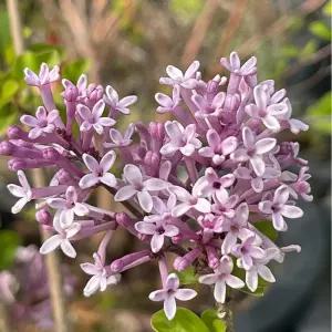 미스김라일락 야생화 다년생 라일락 봄꽃나무 향기나는식물 공원수목 B02