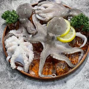 국내산 활 쭈꾸미 알배기 알 주꾸미 생물 1kg(7~12미)