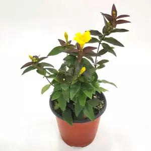청년모종 향기나는 개나리자스민 키우기 음지 거실 그늘 음지 반려 꽃피는 실내공기정화식물