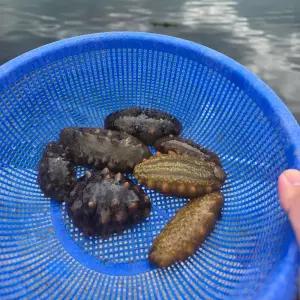 바다향이 입안에서 퍼지는 통영 해삼 500g(1-8미) 1kg