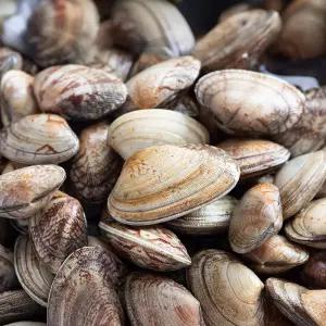 남해안 왕바지락 1kg 60미 내외 당일작업 조개구이 제철 바지락