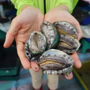 국산 완도 활 전복 중 18미 1kg 전복 /산소포장/손질용 솔 포함