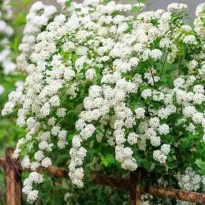 장미 조팝 야생화 다년생 조팝나무 봄꽃관목 정원수 화단식물 C03