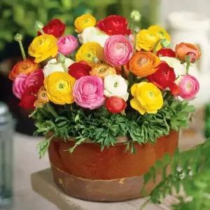 식물 다이 다육이 화분대