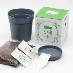 [콩심팥심]안개꽃 키우기 화분 반려식물 선물 세트