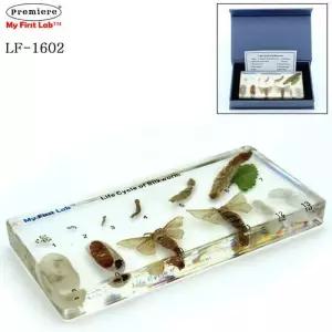 프리미어 LF-1602 성장표본 누에