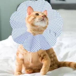 bns 강아지 고양이 일회용 엘리자베스 넥카라