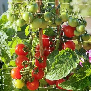 트렐리스 네팅 PDGROW 정원 식물 6 x 15 피트 헤비 듀티 덩굴 과일 채소 포도 콩 완두콩 1 팩의 야외