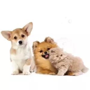 고양이타올 강아지 극세사 펫타올 수건 국내제작 75cm 90cm 400g