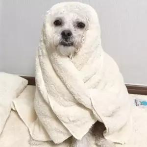 강아지수건 반려견 드라이 수건 베이지 중형 몬스터 펫타올 1P