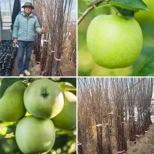 사과나무 묘목 아오리 M26이중대목 청사과 유실수 과실수 과일나무 재배 수확