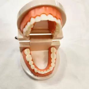 가짜이빨 치아 모형 유치원 어린이집 구강교육 인체 관찰 보건 칫솔질 과학장난감 놀이 구조