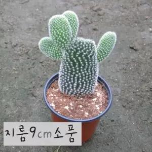[선인장] 백도선 (토끼선인장) 지름 9cm 소품다육화분 (좋은흙만 사용한 건강한식물)
