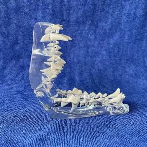 개과 치아모형 교육용 강아지 구강구조 수의사 정밀 모델 수의학과 실습