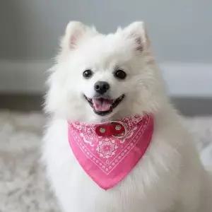 [콩심팥심]500592 강아지 스카프 목줄