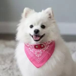 500592 강아지 스카프 목줄