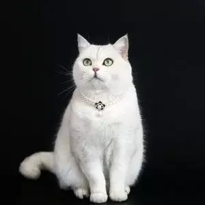 [콩심팥심]고양이 진주 목걸이 강아지 반려동물 장식 플라워 펜던트