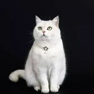 고양이 진주 목걸이 강아지 반려동물 장식 플라워 펜던트