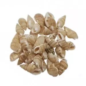 천연 조개 껍데기 500g 약200p 미술 공예 재료 장식 소품 어린이 만들기