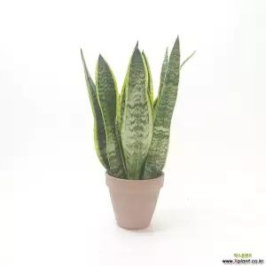 산세베리아(중) 공기청정식물 집들이선물 꽃 키우기 거실화분