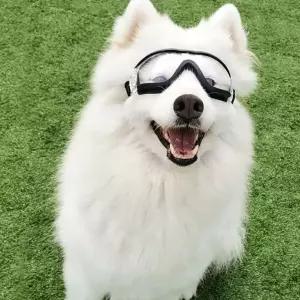WL 잔솔 강아지 고글 안경 반려견 애견선글라스 도글라스