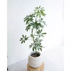 홍콩야자 쉐프렐라 중대형 실내음지식물 거실 개업 승진 선물 화분 키우기쉬운 나무