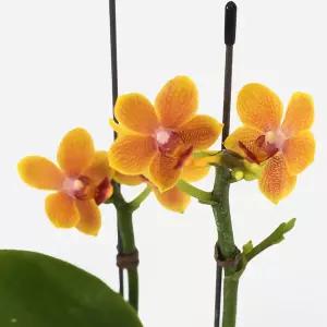 마이플랜트 향기 호접란 아로마골드 소형 2개 서양란 개업식물 축하식물 난키우기