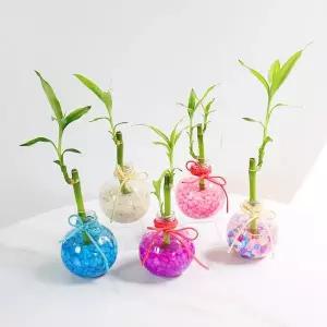 [키득키득]칼라스톤 수경재배 개운죽세트 만들기 패키지